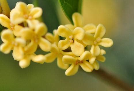 桂花幾月開花|秋天的味道：桂花開